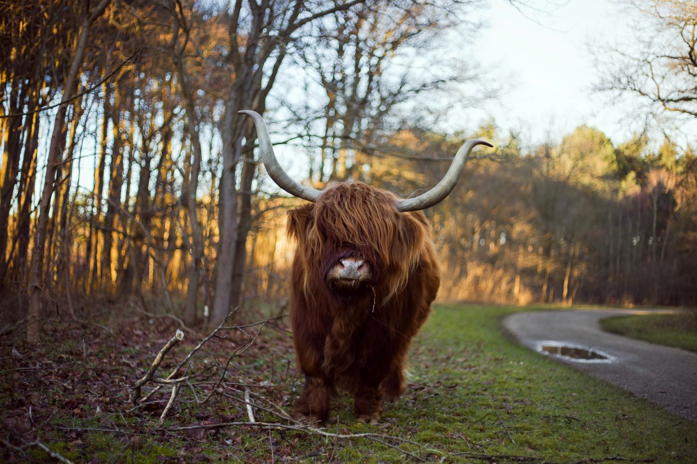 Foto van Schotse Hooglander