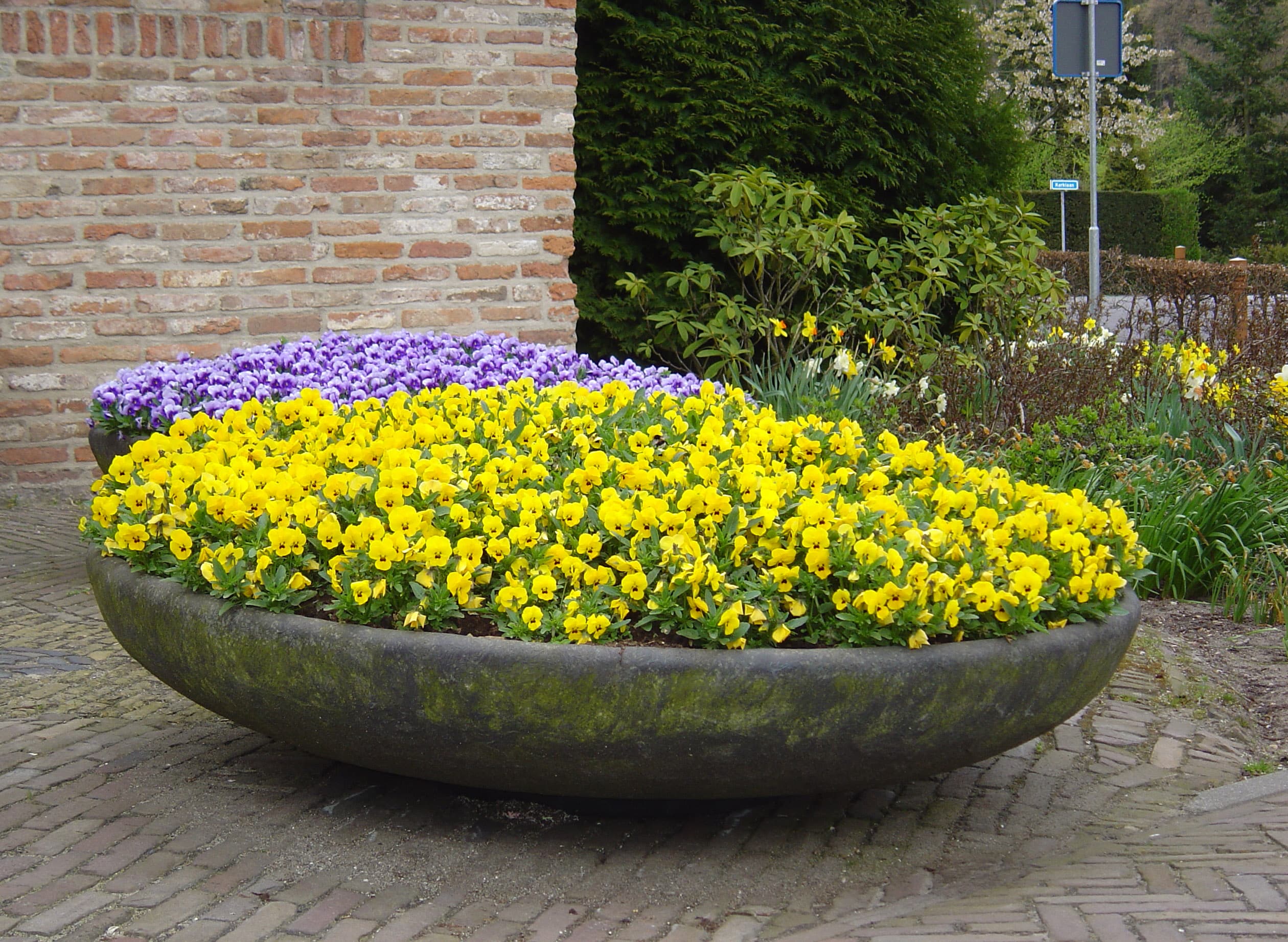 Foto: bloembakken bij ingang gemeentehuis (paars en geel)