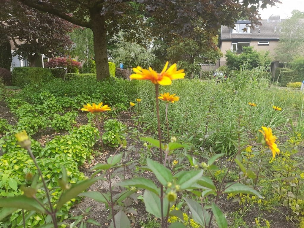 Foto van het nieuw ingezaaide plantsoen aan de Steenhoek