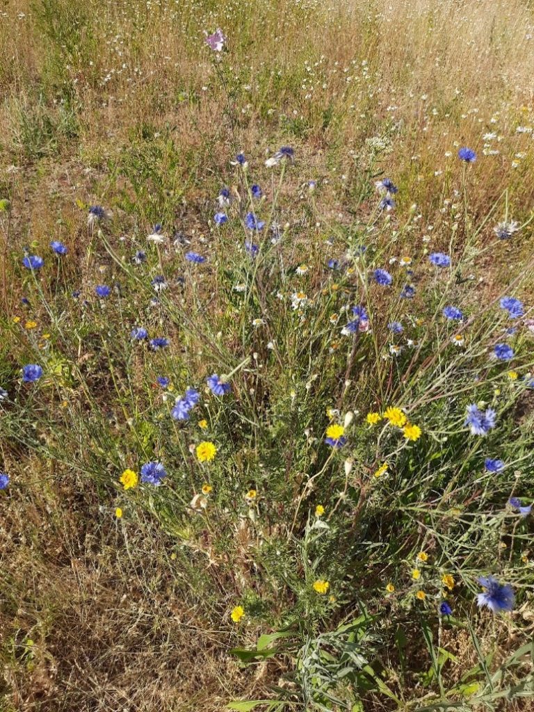 Foto van wilde planten bij het grasveld aan de Kapellenberglaan